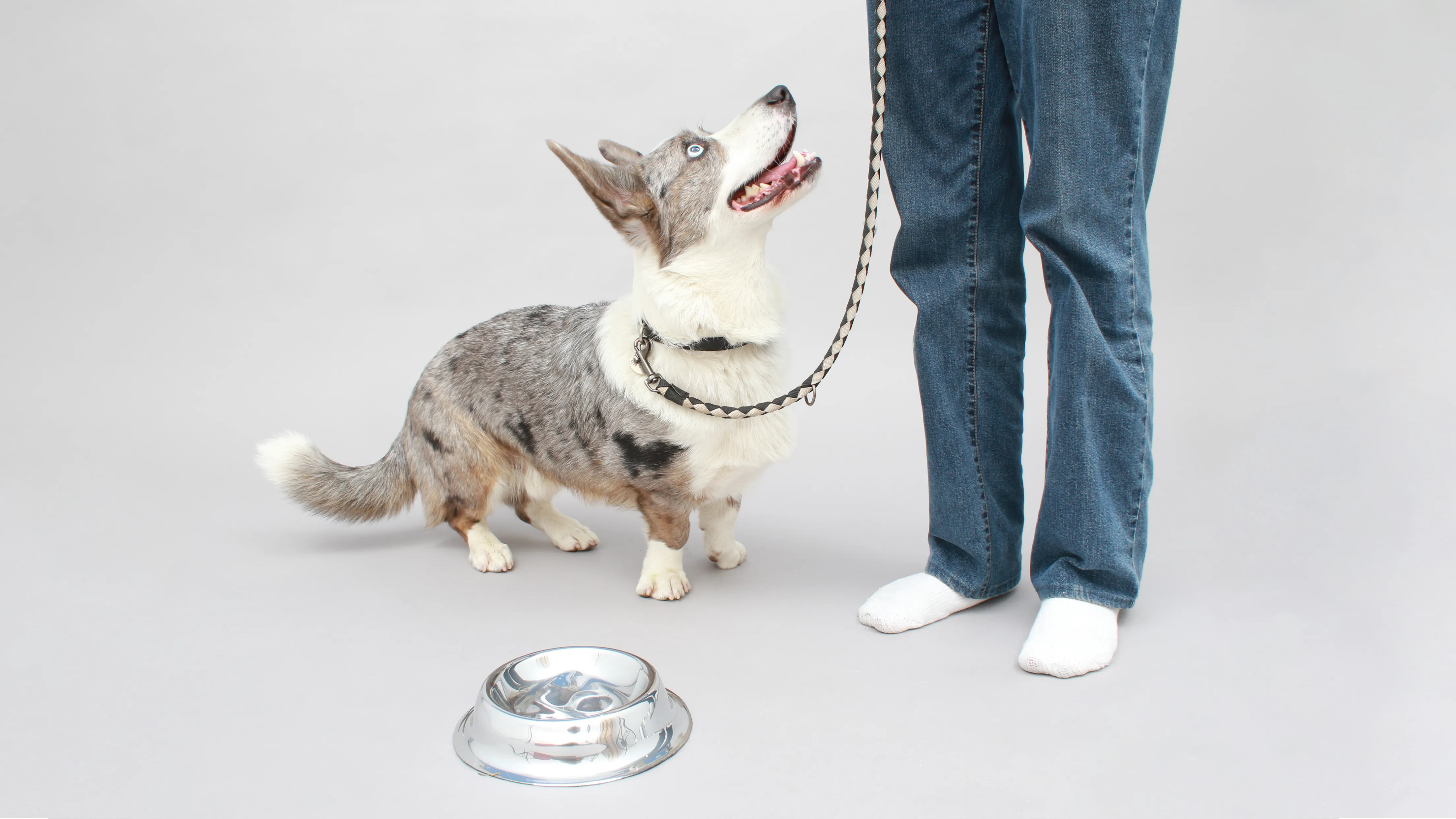Blue-eyed dog with a gray and white coat wearing a leash, looking up at a person in blue jeans and white socks, with an empty reflective bowl nearby.